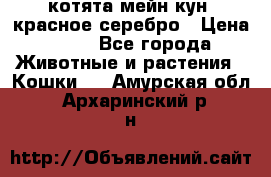 котята мейн кун, красное серебро › Цена ­ 30 - Все города Животные и растения » Кошки   . Амурская обл.,Архаринский р-н